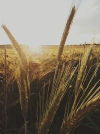 Close-up of wheat growing on field against clear sky