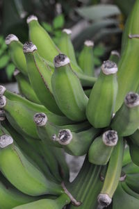 Close-up of green leaves