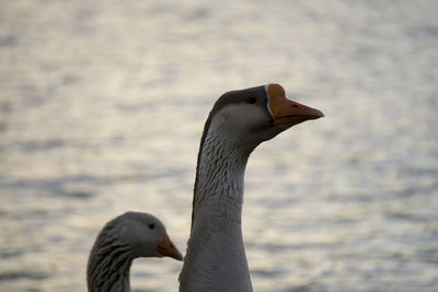 Close-up of bird