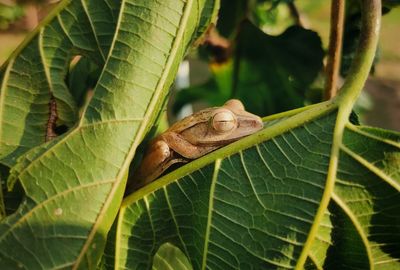 Sleep, frog prince.