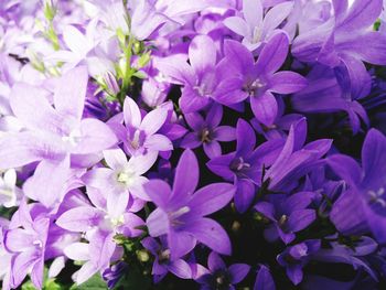 Close-up of purple flowers