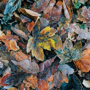 Close-up of dry maple leaves on moss