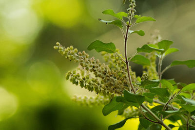 Close-up of flowering plant