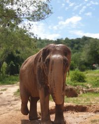 Close-up of elephant