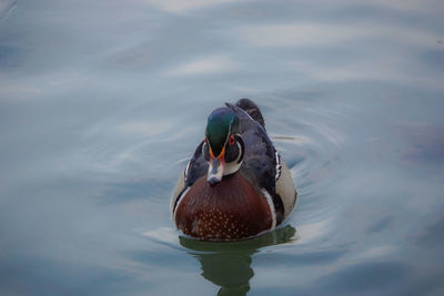 High angle view of mandarin duck swimming on lake