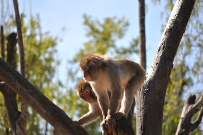 Monkey sitting on tree