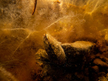 A blue mussel, mytilus edulis, in cold northern european  waters