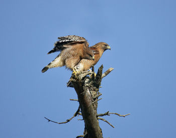 Low angle view of birds perching on tree against blue sky
