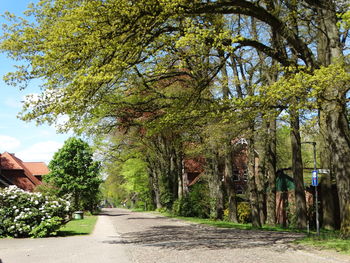 Trees in park