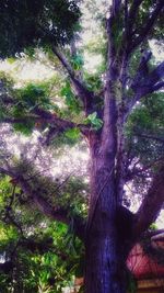 tree