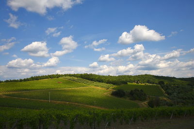 Scenic view of agricultural field against sky