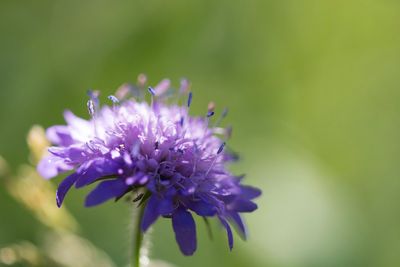 Close-up of purple flower blooming outdoors