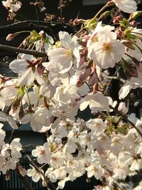 Close-up of white flowers on branch