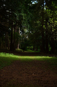 Trees on landscape