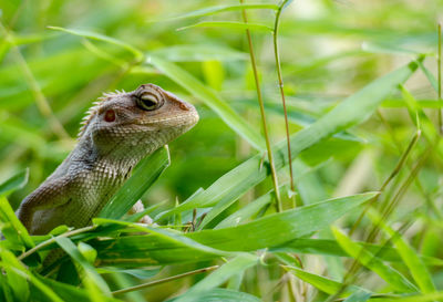 Close-up of a lizard on a land