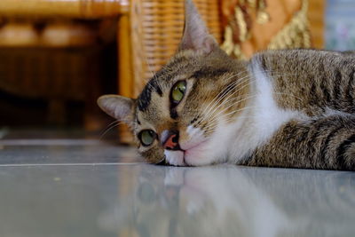 Close-up portrait of cat relaxing