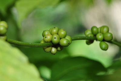 Close-up of berries growing on plant