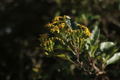 Close-up of insect on plant