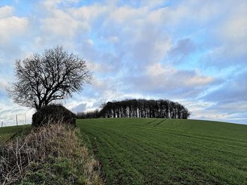 Trees on field against sky