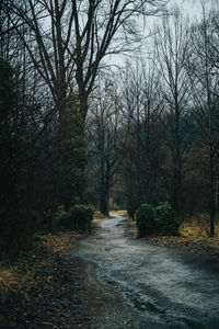 Road amidst trees in forest during autumn