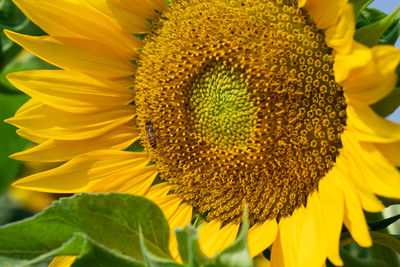 Close-up of sunflower