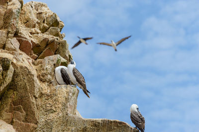 Low angle view of birds perching on rock against sky