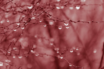 Close-up of wet flowers on branch