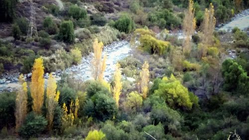 Close-up of fresh green plants and trees in mountains