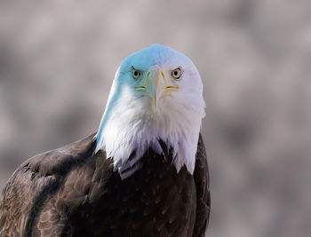 Close-up of eagle against blurred background