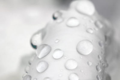 Close-up of water drops on white flower