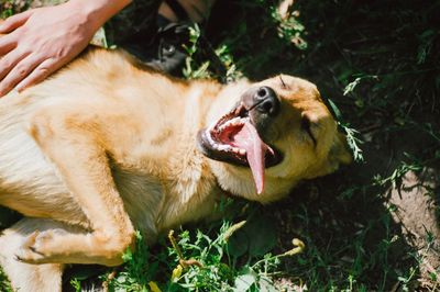 Close-up of hand feeding dog