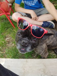 Close-up of dog on sunglasses