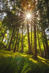 View of trees in forest