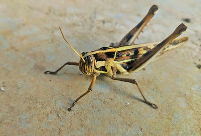 Close-up of insect on wall