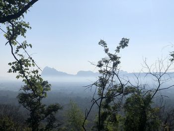 Scenic view of tree by mountains against sky