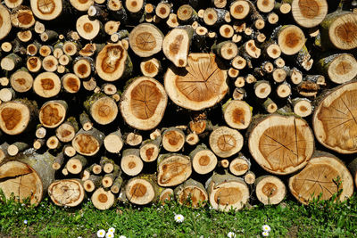 Stack of logs on field in forest