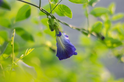 Close-up of purple flower on plant