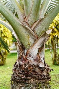 Close-up of tree trunk on field