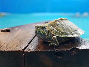 Close-up of lizard on wood
