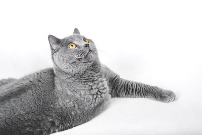 Close-up of a cat looking away