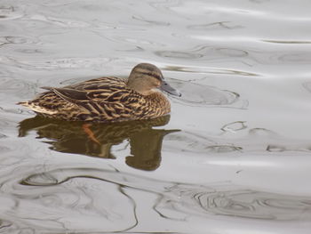 Close-up of duck swimming in water