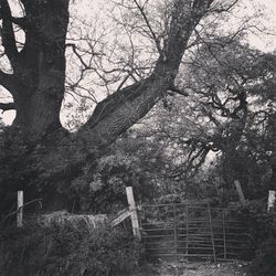 Trees growing in forest