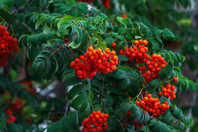 Close-up of fruits growing on tree