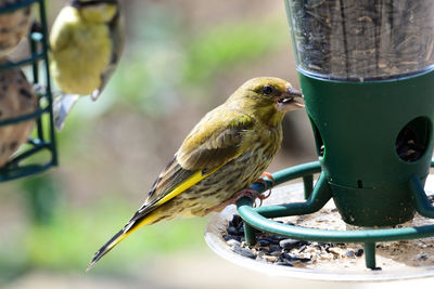 Portrait of a greenfinch feeding on a bird feeder 
