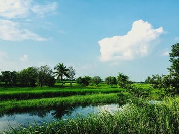 Scenic view of field against sky