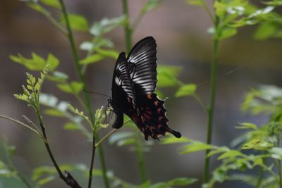 Close-up of butterfly pollinating flower