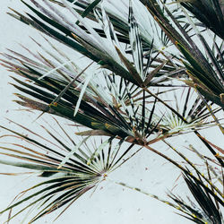 Close-up of palm tree during winter