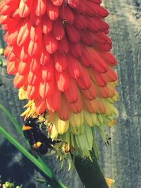 Close-up of red flowers blooming outdoors