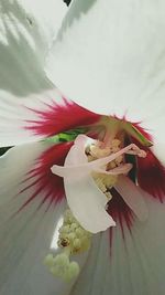 Close-up of pink flower