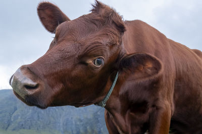 Close-up of cow